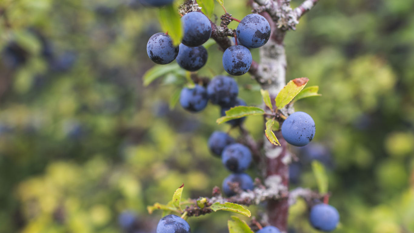 Trefresa Sloe Gin
